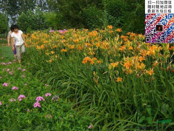 大花萱草種子價(jià)格 大花萱草種子價(jià)格