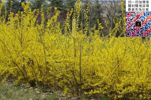 連翹--長(zhǎng)景園林 連翹--長(zhǎng)景園林