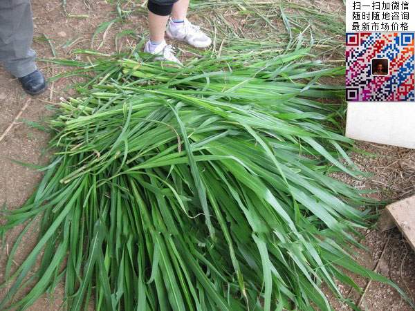 十大高產(chǎn)牧草皇竹草圖片 十大高產(chǎn)牧草皇竹草圖片