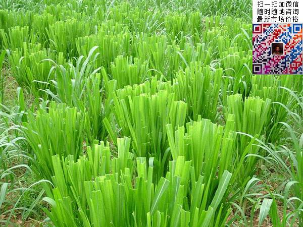十大高產(chǎn)牧草皇竹草圖片 十大高產(chǎn)牧草皇竹草圖片