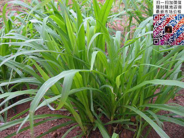 皇竹草圖片 皇竹草圖片