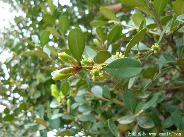 小葉黃楊--長(zhǎng)景園林 小葉黃楊--長(zhǎng)景園林