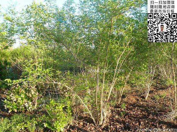 金銀木標價表 金銀木標價表