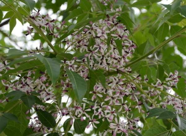 苦楝樹(shù) 苦楝樹(shù)