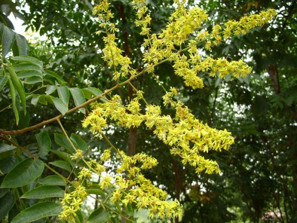 欒樹(shù) 欒樹(shù)