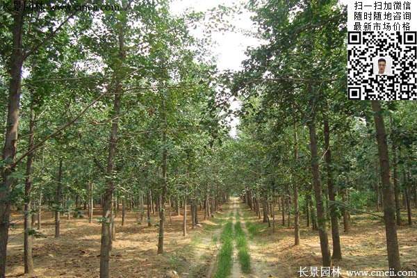 銀杏樹(shù)基地 銀杏樹(shù)基地