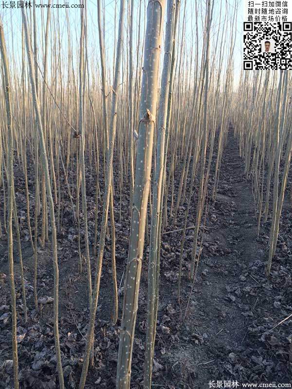 速生楊樹(shù)苗107 速生楊樹(shù)苗107