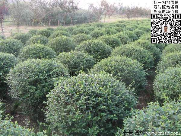 180~200公分小葉女貞球價(jià)格_報(bào)價(jià) 180~200公分小葉女貞球價(jià)格_報(bào)價(jià)