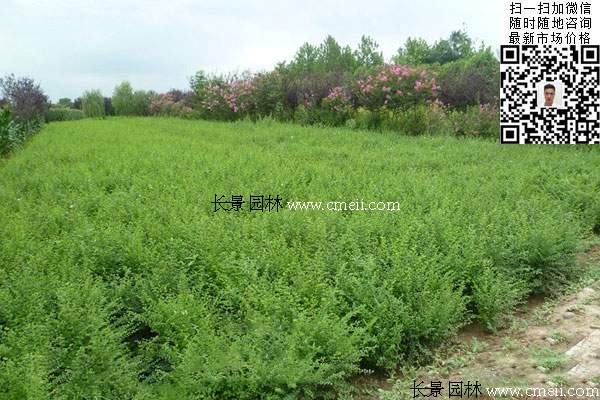 40~50~60公分小葉女貞球價(jià)格_報(bào)價(jià) 40~50~60公分小葉女貞球價(jià)格_報(bào)價(jià)