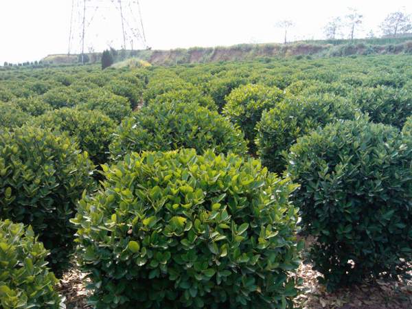 2013年大葉黃楊價(jià)格 2013年大葉黃楊價(jià)格