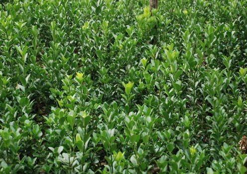 2013年大葉黃楊價(jià)格 2013年大葉黃楊價(jià)格