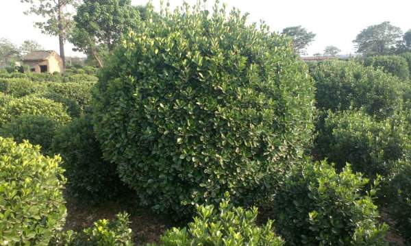 大葉黃楊報價 大葉黃楊報價