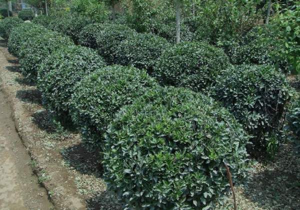 2米大葉黃楊球 2米大葉黃楊球