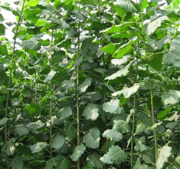 楊樹(shù)苗的規(guī)格 楊樹(shù)苗的規(guī)格