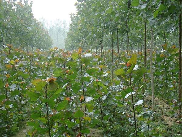 白楊樹苗的售價(jià) 白楊樹苗的售價(jià)