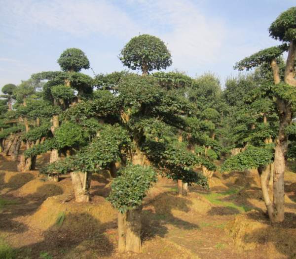 小葉女貞造型樹圖片 小葉女貞造型樹圖片