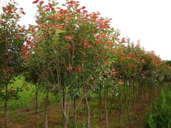 綠化苗木采購過程中需要注意哪些？