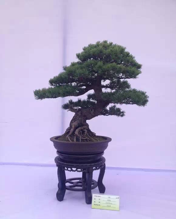 大阪松和五針?biāo)傻奶攸c(diǎn)簡介以及如何區(qū)分