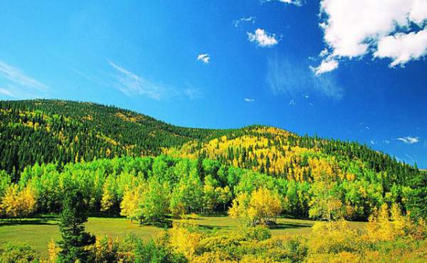 學(xué)習(xí)國外苗木行業(yè)經(jīng)驗(yàn)，搶先了解國內(nèi)市場動態(tài)