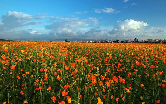 學(xué)習(xí)國外苗木行業(yè)經(jīng)驗(yàn)，搶先了解國內(nèi)市場動態(tài)