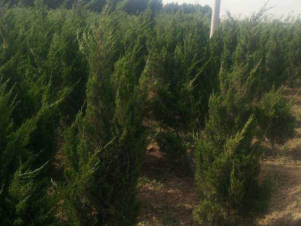 龍柏基地直銷小龍柏、龍柏球