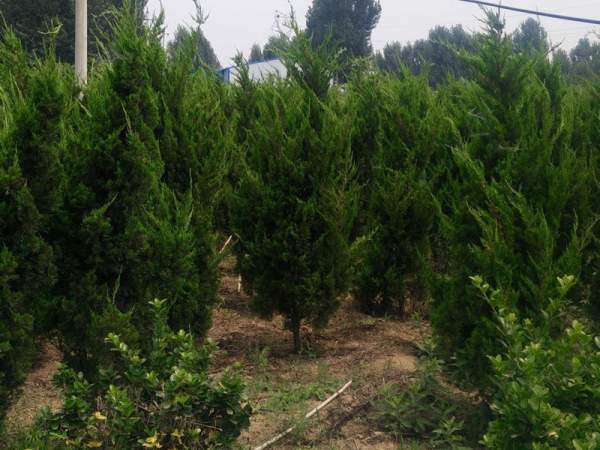 龍柏基地直銷小龍柏、龍柏球