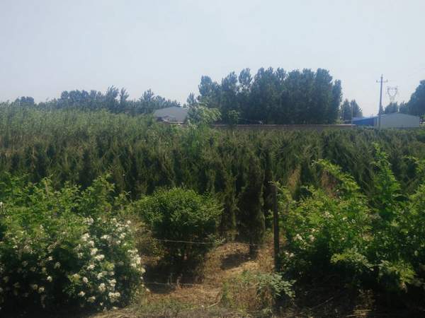 龍柏基地直銷小龍柏、龍柏球