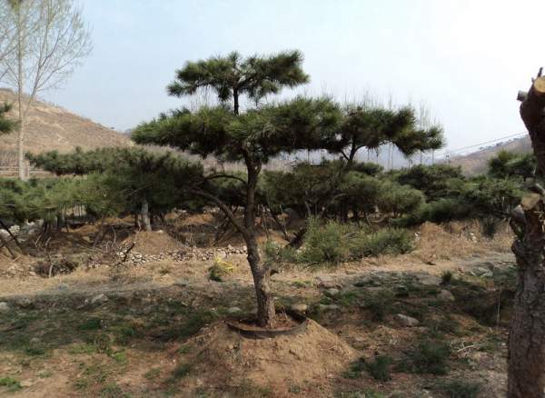 造型黑松樹哪里便宜？哪家的質(zhì)量好？