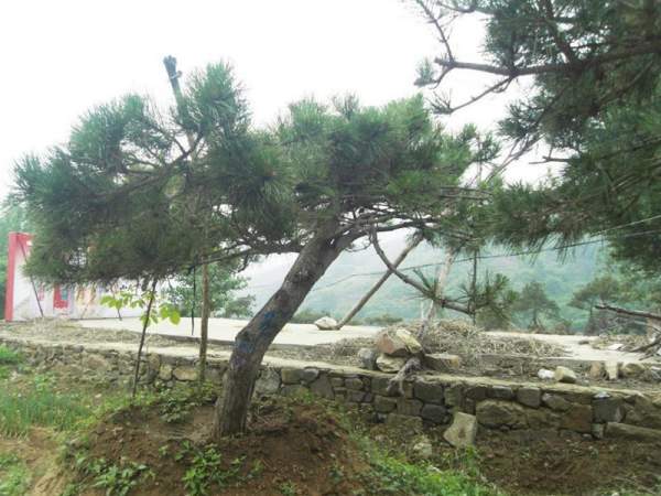 造型黑松樹哪里便宜？哪家的質(zhì)量好？