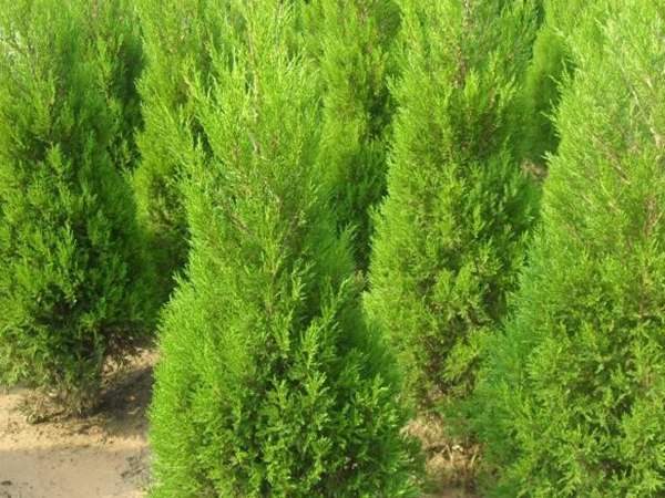 150公分左右，冠幅40-50公分的刺柏