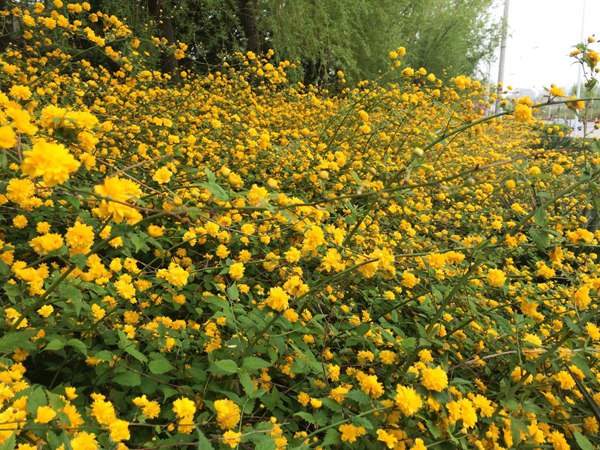 棣棠花的花語是什么？