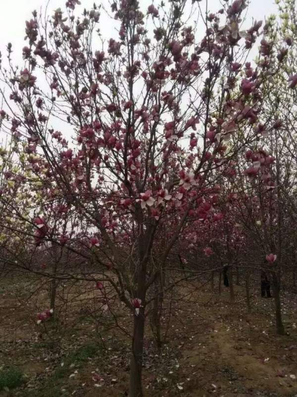 紫玉蘭圖片 紫玉蘭圖片