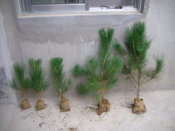 黑松種子什么時(shí)候種好,怎么種發(fā)芽率高?