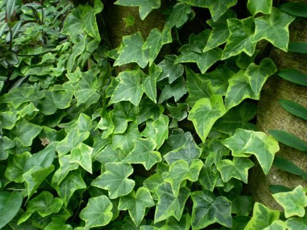 常春藤的栽培養(yǎng)護(hù)及管理注意事項(xiàng) 常春藤的栽培養(yǎng)護(hù)及管理注意事項(xiàng)