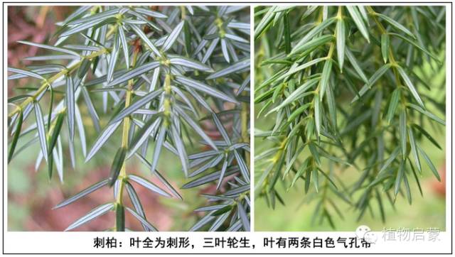 圓柏、刺柏、側柏、柏木以及龍柏的簡易識別法