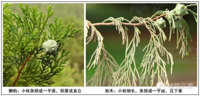 圓柏、刺柏、側柏、柏木以及龍柏的簡易識別法