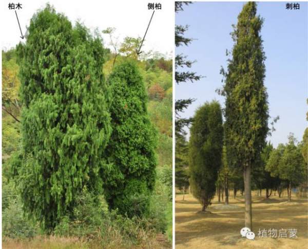 圓柏、刺柏、側柏、柏木以及龍柏的簡易識別法