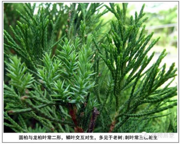 圓柏、刺柏、側柏、柏木以及龍柏的簡易識別法