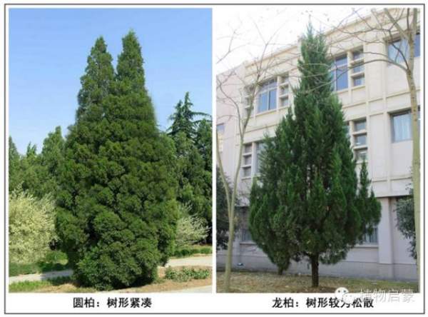 圓柏、刺柏、側柏、柏木以及龍柏的簡易識別法