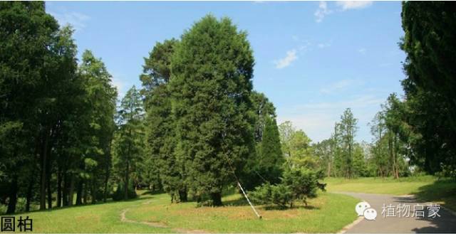 圓柏、刺柏、側柏、柏木以及龍柏的簡易識別法