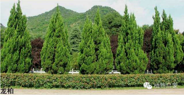 圓柏、刺柏、側柏、柏木以及龍柏的簡易識別法