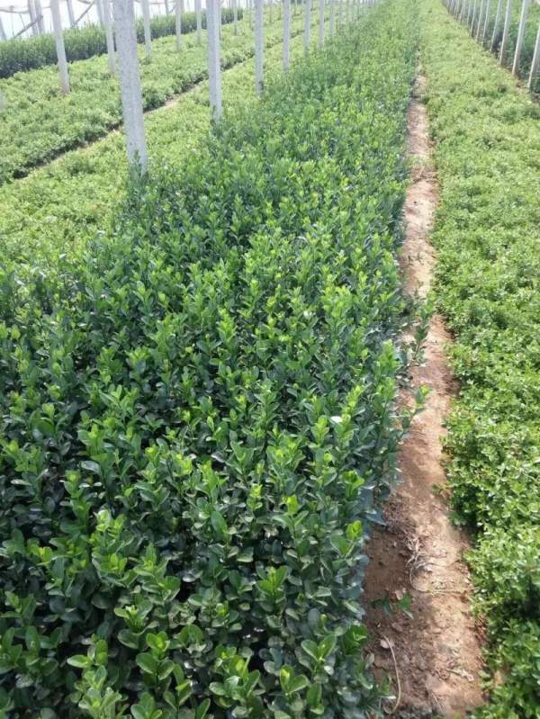 大葉黃楊移栽 大葉黃楊移栽