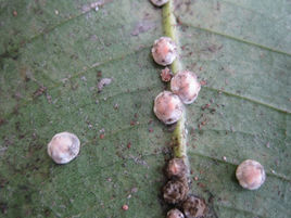 日本龜蠟介 日本龜蠟介
