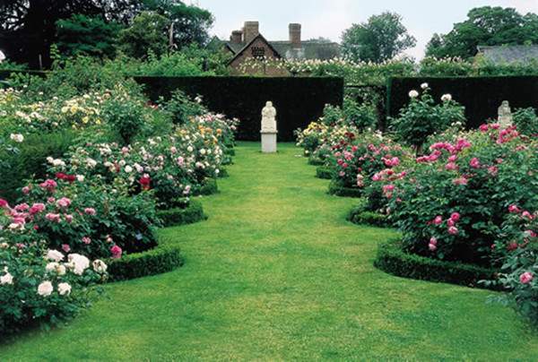 藤本月季 藤本月季