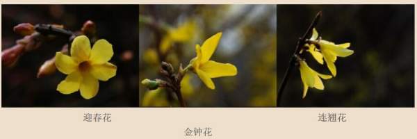 迎春花、金鐘和連翹如何區(qū)分?