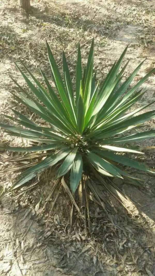 冠幅60公分80公分劍麻苗出售圖片 冠幅60公分80公分劍麻苗出售圖片