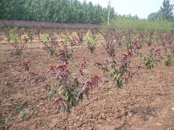 移栽好的紫葉李苗 移栽好的紫葉李苗