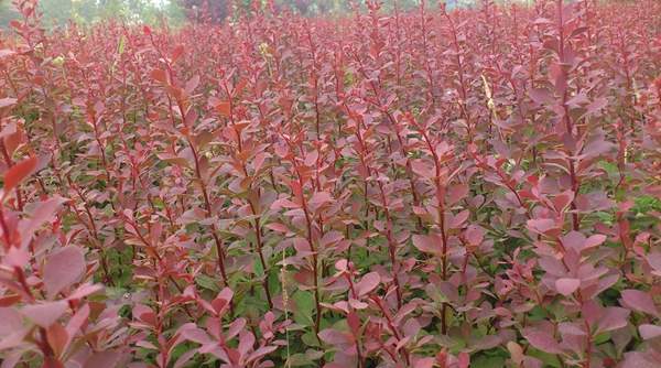 整畝的紅葉小檗 整畝的紅葉小檗