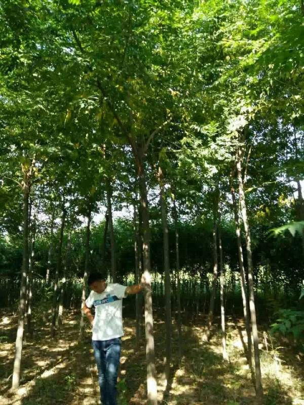 供應(yīng)胸徑6公分7公分8公分苦楝樹 供應(yīng)胸徑6公分7公分8公分苦楝樹