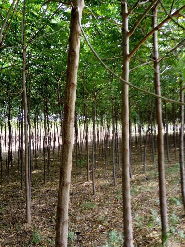 供應(yīng)胸徑6公分7公分8公分苦楝樹 供應(yīng)胸徑6公分7公分8公分苦楝樹